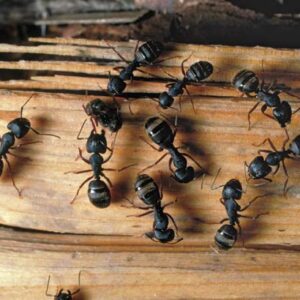 carpenter-ants-bay-area-pest-control