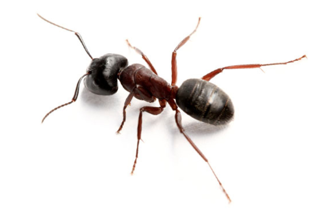 Bay Area Pest Control | Day & Nite | Ants, Cockroaches, Mice