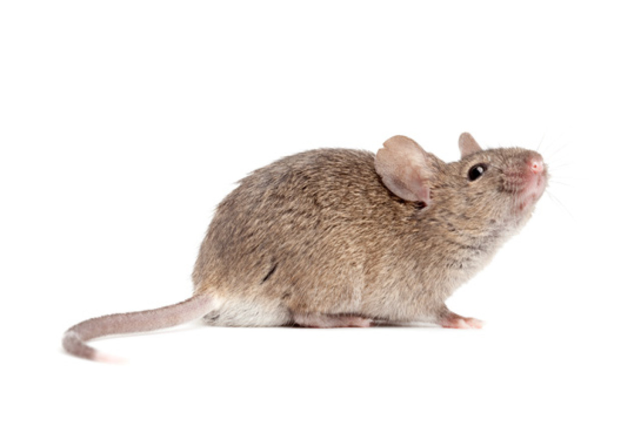 Bay Area Pest Control | Day & Nite | Ants, Cockroaches, Mice