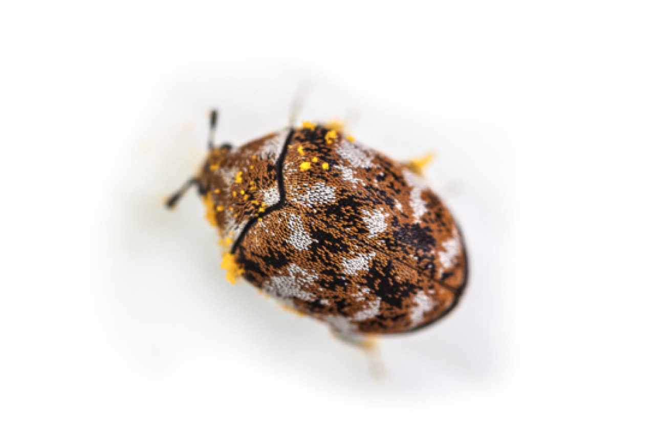 Bay Area Pest Control | Day & Nite | Ants, Cockroaches, Mice