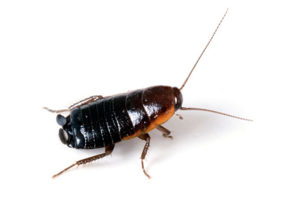 Concord CA Pest Control Services | Day & Nite Pest Control