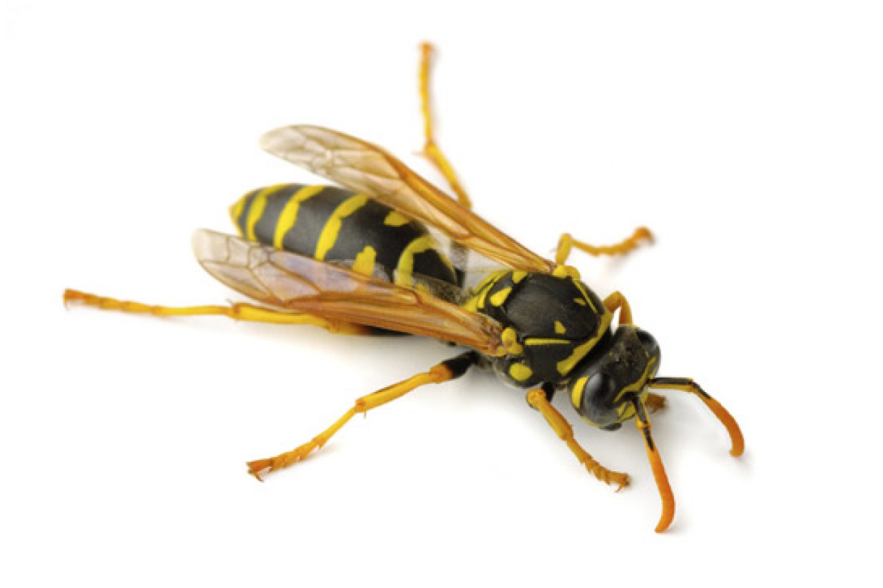 Bay Area Pest Control | Day & Nite | Ants, Cockroaches, Mice