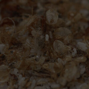 best-bed-bug-control-bay-area