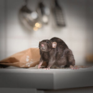 bay-area-rodent-control-pleasanton