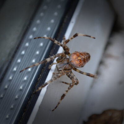 bay-area-spider-pest-control-pleasanton