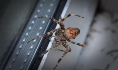 bay-area-spider-pest-control-pleasanton