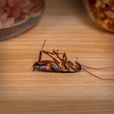 cockroach pest control east bay area