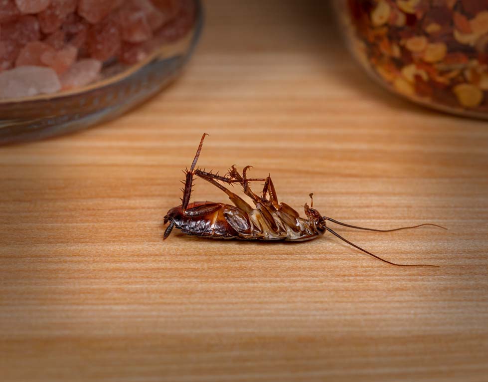 cockroach pest control east bay area cockroach pest control east bay area