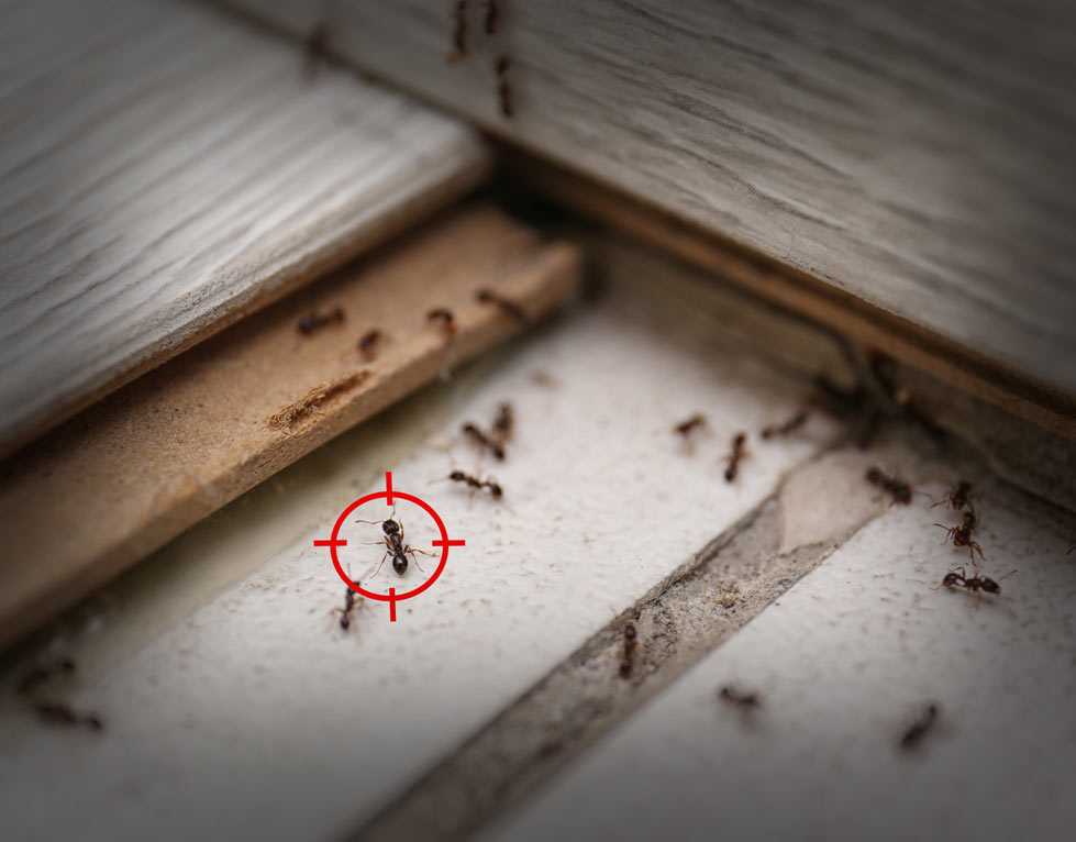 ant-pest-control-bay-area-residential-pest-control-near-me