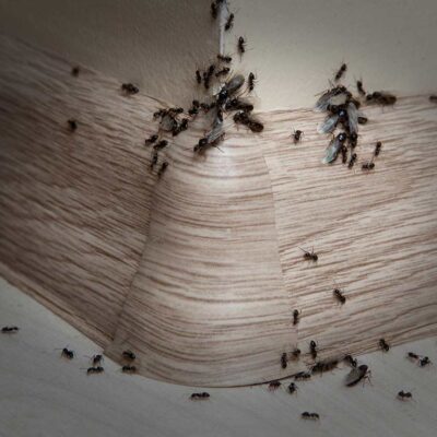 ants walnut creek pest control