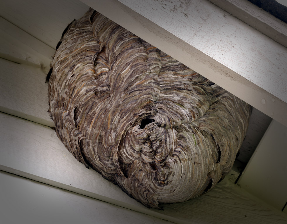 wasp-hornet-pest-control-bay-area