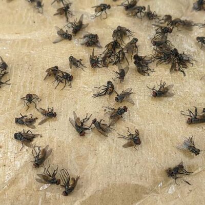school-pest-control-east-bay-flies