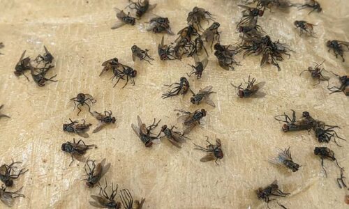 school-pest-control-east-bay-flies