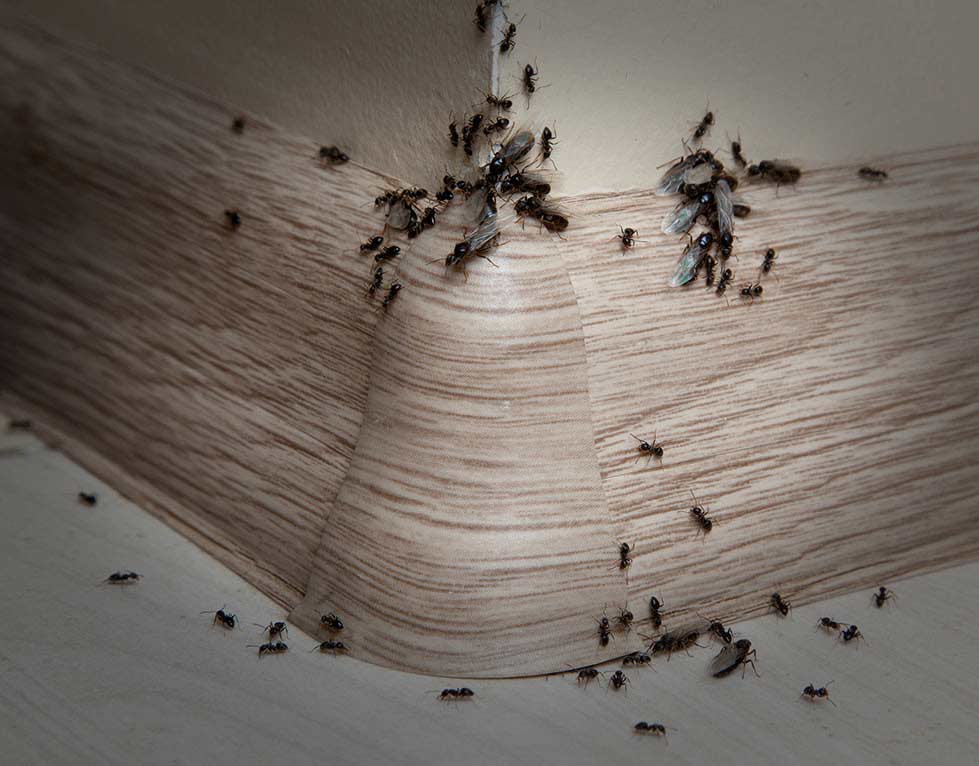 Healthcare Pest Control Services east bay