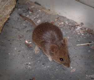 house-mouse-exterminator-walnut-creek