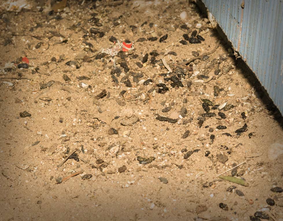 photo-of-rat-droppings-day-nite-rat-control-livermore-2 photo-of-rat-droppings-day-nite-rat-control-livermore-2