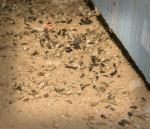 photo-of-rat-droppings-day-nite-rat-control-livermore