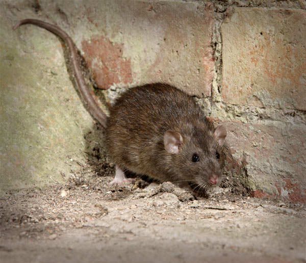 pleasanton-rat-control-bay-area