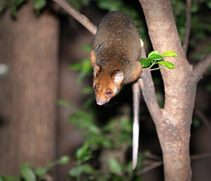 san-ramon-roof-rat-exterminator-bay-area