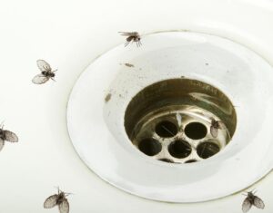 flies and drain pest control bay area
