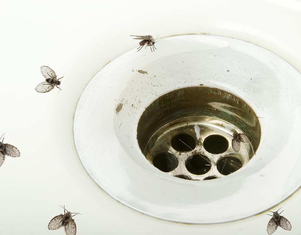 flies and drain pest control bay area