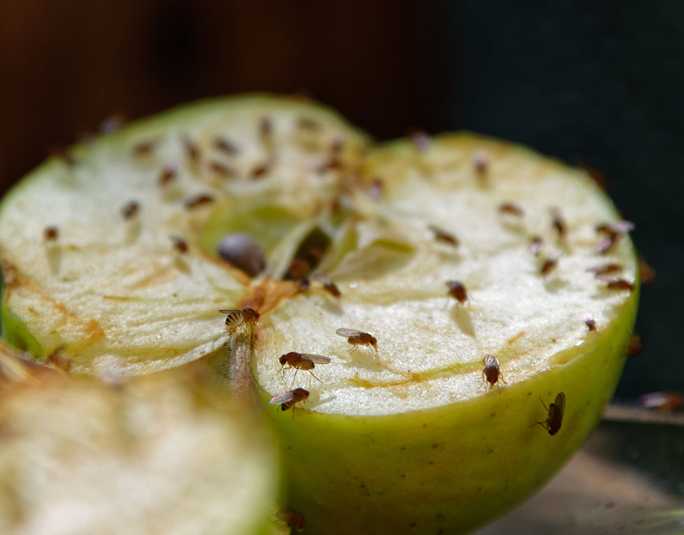 fruit and drain pest control