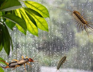 pest control service