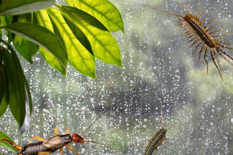 pest control service