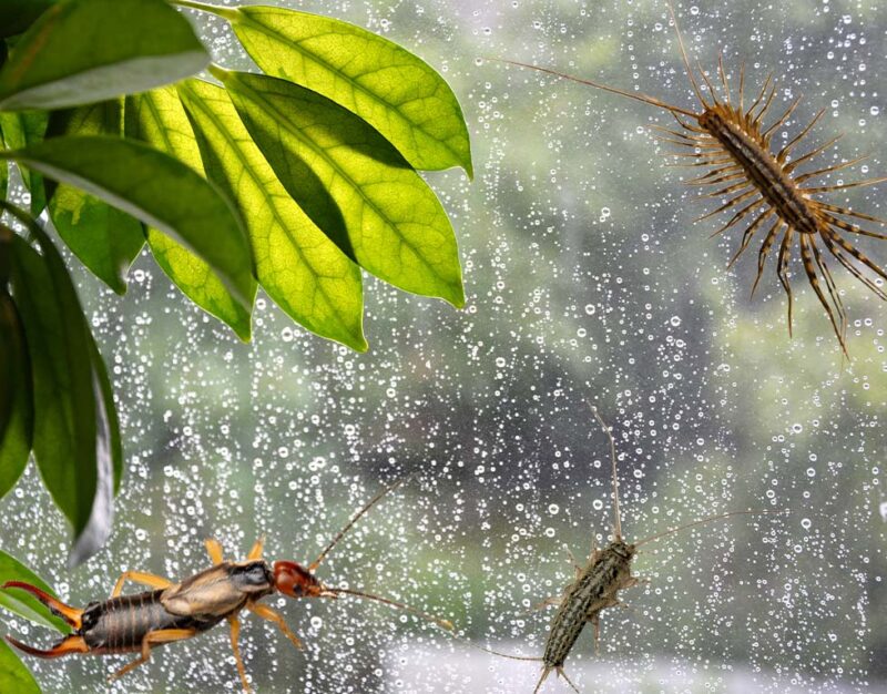 pest control service