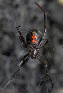 black-widow-spider-pest-control-danville