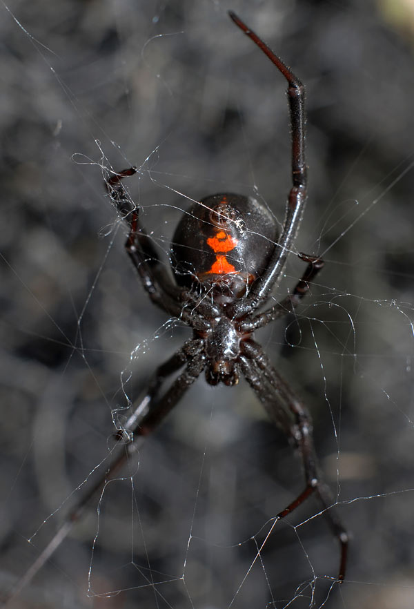 black-widow-spider-pest-control-danville