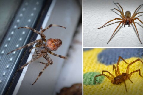 why are there so many spiders in my house-danville-pest-control