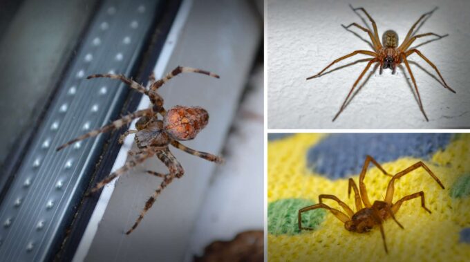 why are there so many spiders in my house-danville-pest-control