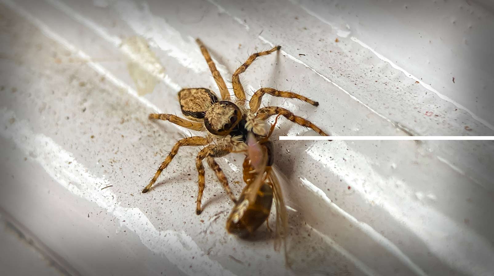 east-bay-spider-control-day-nite