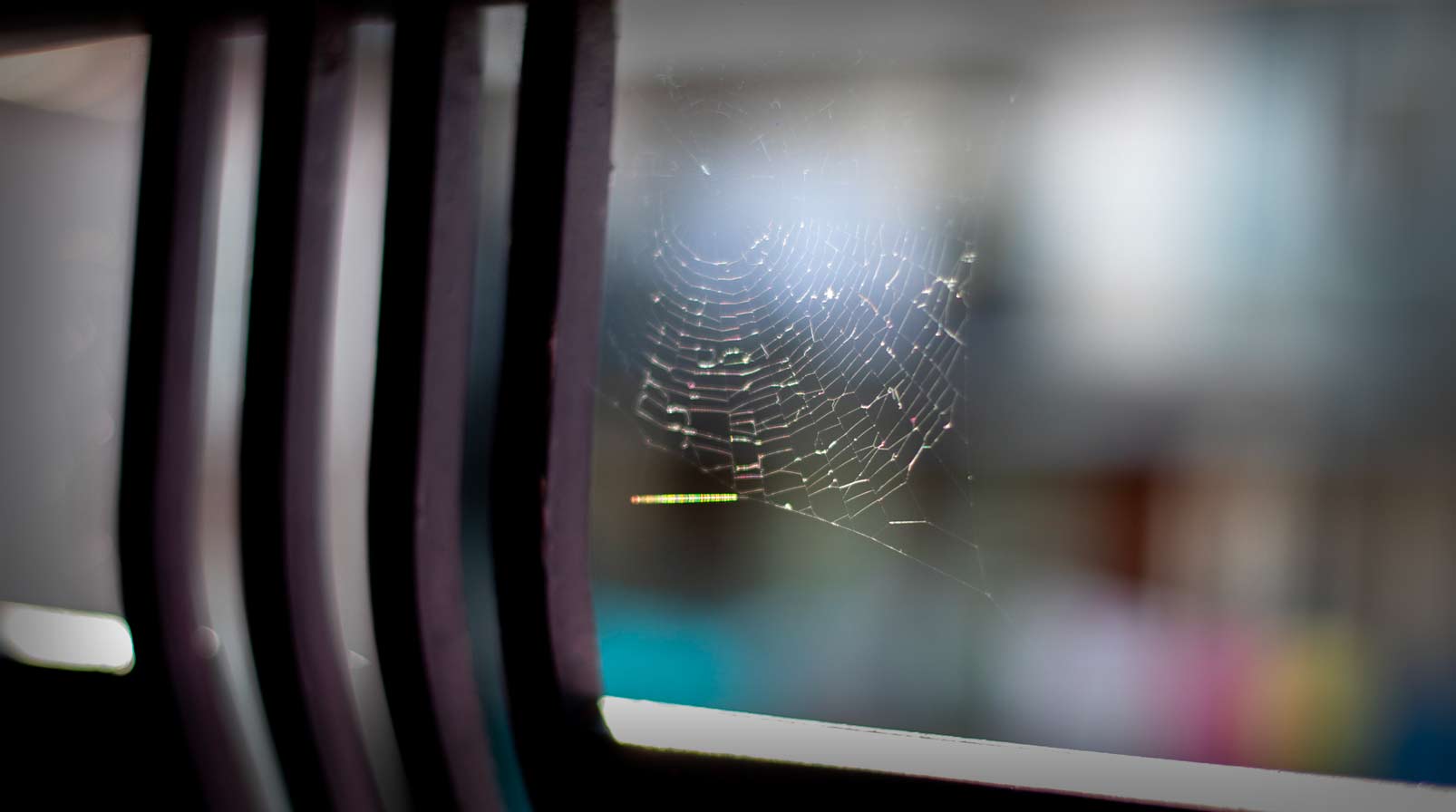 spiders-in-garage-east-bay-pest-control