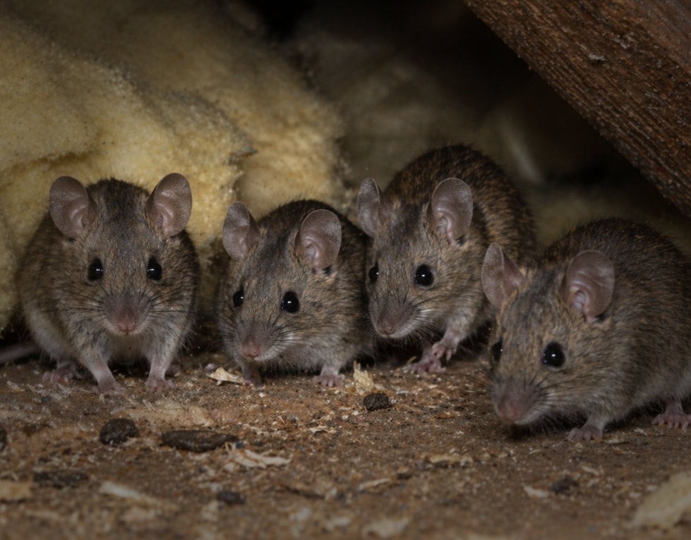 mice-activity-increases-at-night-east-bay