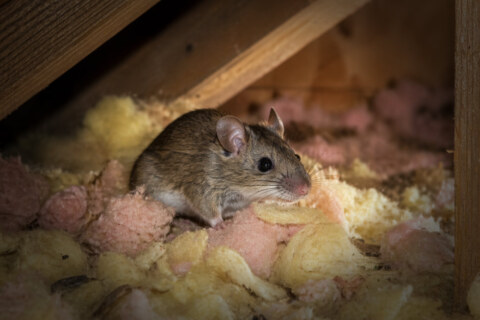 why-do-I-suddenly-have-mice-in-my-house-east-bay