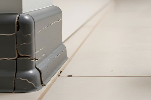 keep-ants-out-of-kitchen-bay-area