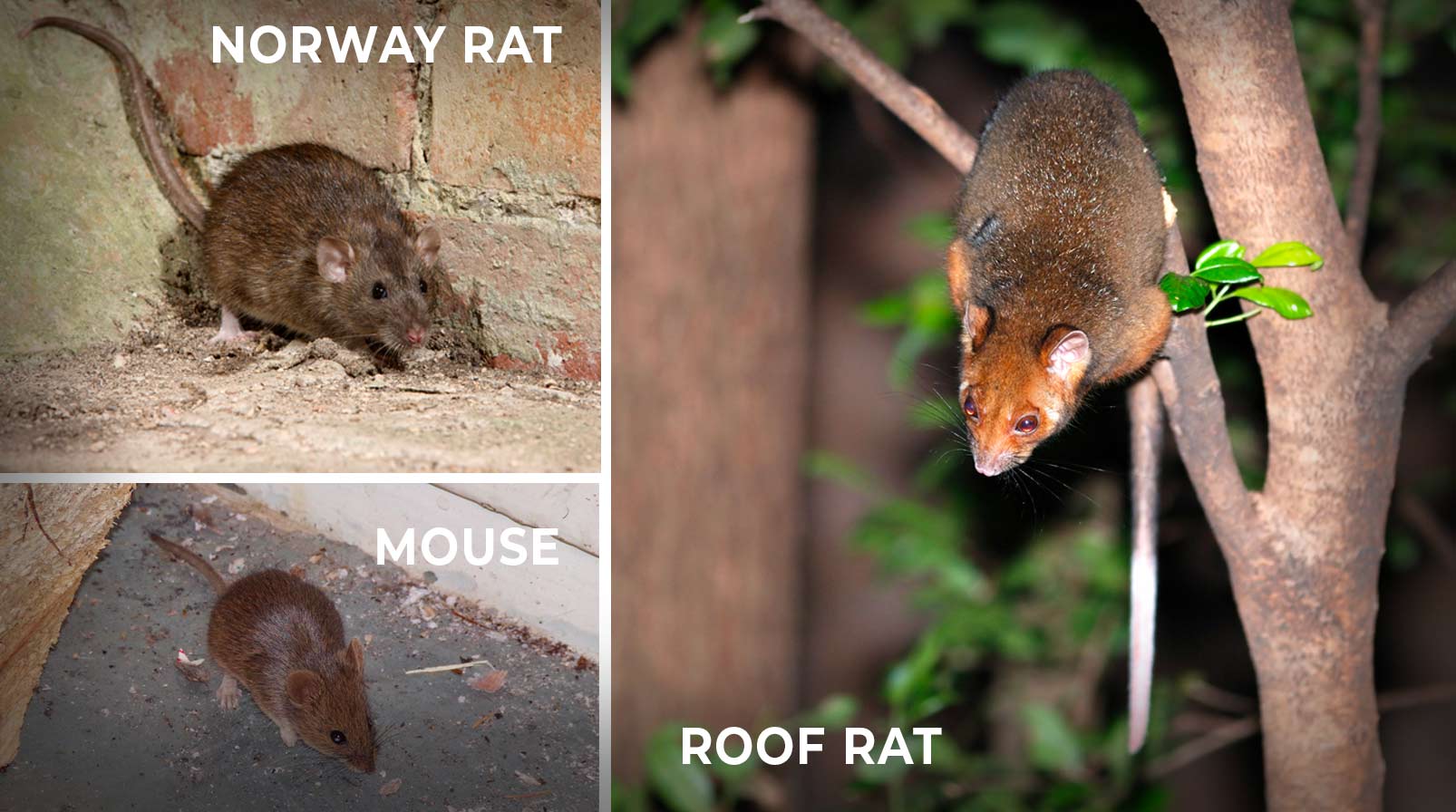 rat control walnut creek