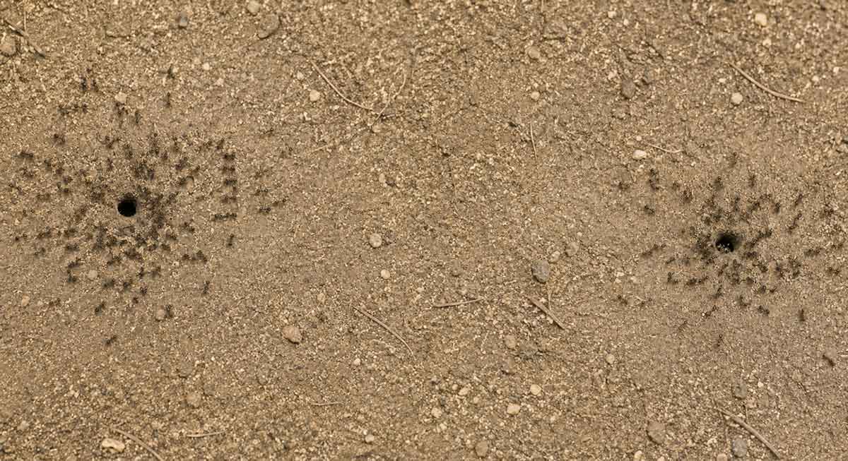 argentine-ant-colony-cooperation
