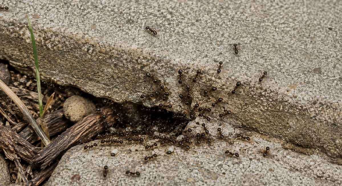 new-argentine-ant-colony-formation