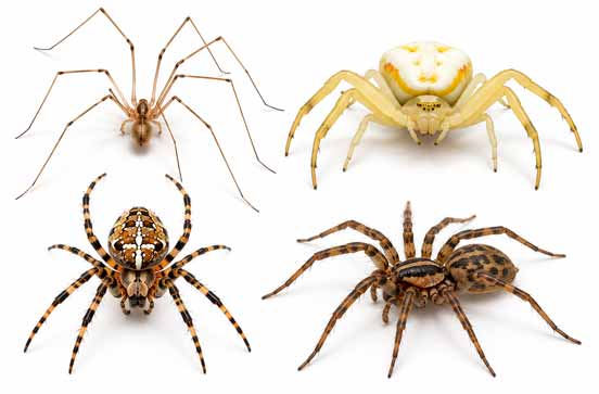 spider-control-bay-area spider-control-bay-area